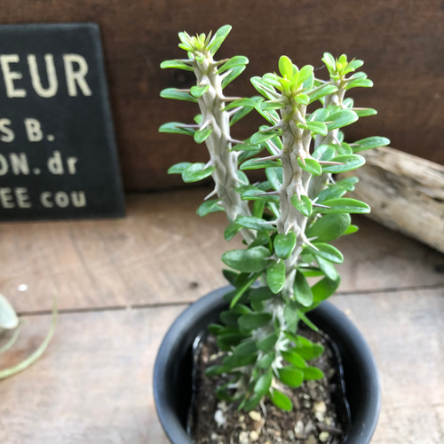 ユーフォルビア　アローディ ユーフォルビア・アローディーの育て方・栽培方法