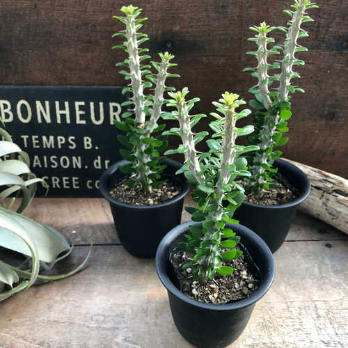 ユーフォルビア　アローディ ユーフォルビア アローディー Euphorbia alluaudii 20210815 | SPG