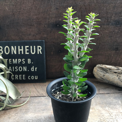 アローディア 亜竜木♡多肉植物♡ユーフォルビア♡ アートフラワー