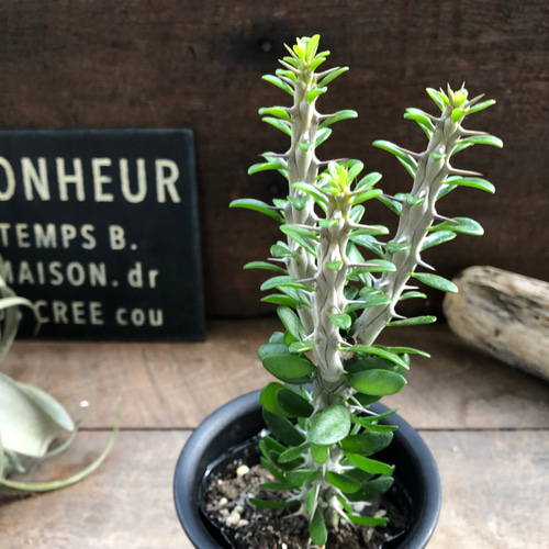 アローディア 亜竜木♡多肉植物♡ユーフォルビア♡ アートフラワー