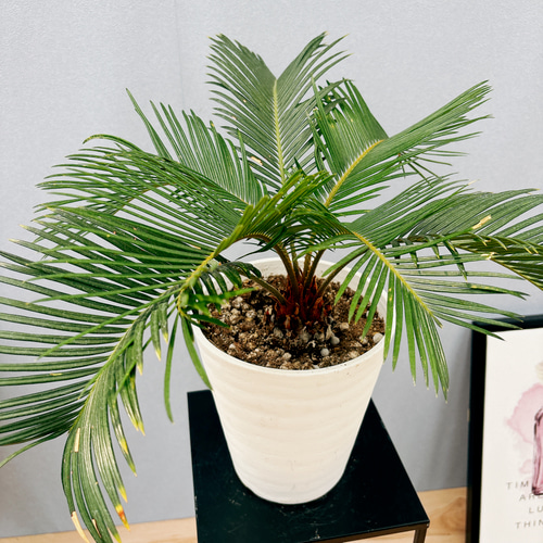 ⑰ 金環ソテツ 7号 美形 最高等級 未確認 