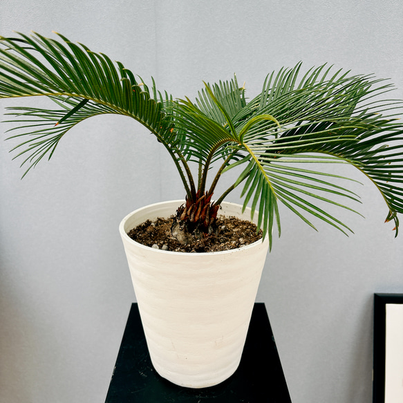 斑入りソテツ6号鉢