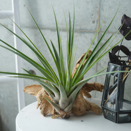 大型種の入門！チランジア・ファシクラータLLサイズ◇ギフト