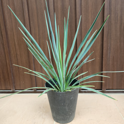 ユッカ ブルーセントリー 鉢植え 耐寒強 希少品種 レア 苗 ロック