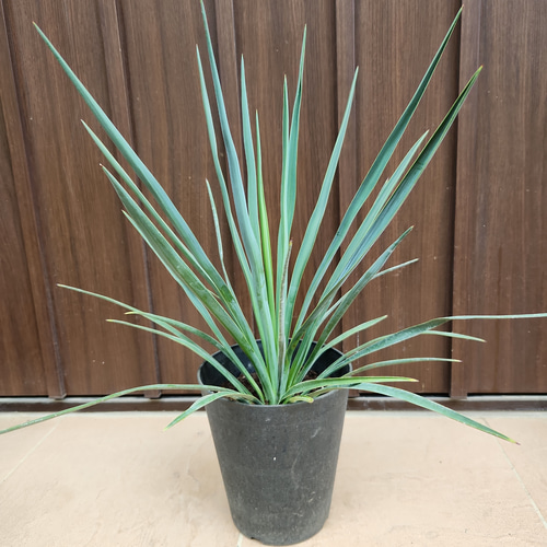 ユッカ ブルーセントリー 鉢植え 耐寒強 希少品種 レア 苗 ロック