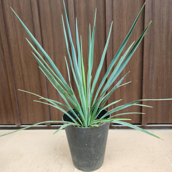 ユッカ ブルーセントリー 鉢植え 耐寒強 希少品種 レア 苗