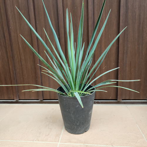 ユッカ　ブルーセントリー　エアーコンテナポット鉢植え　苗　レア品種 ユッカ ブルーセントリー エアーコンテナポット鉢植え 苗 レア品種