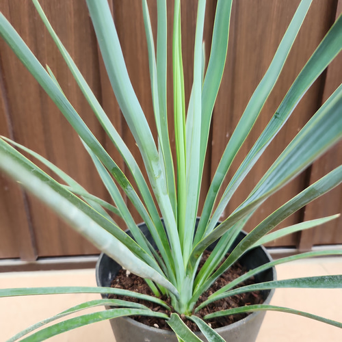 ユッカ　ブルーセントリー　エアーコンテナポット鉢植え　苗　レア品種 ユッカ ブルーセントリー エアーコンテナポット鉢植え 苗 レア品種