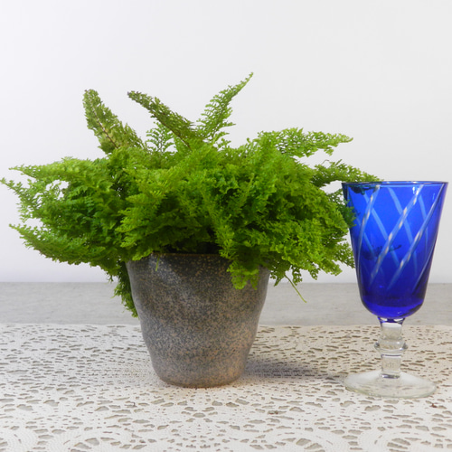 ☆ENGEI ichioki☆ネフロレピス・スコッチモス・陶器観葉鉢☆もふもふ