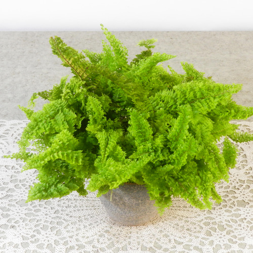 ☆ENGEI ichioki☆ネフロレピス・スコッチモス・陶器観葉鉢☆もふもふ