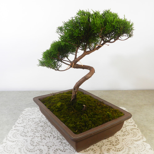 ☆ENGEI ichioki☆真柏・中品盆栽01◇形良好な一品です◇ その他