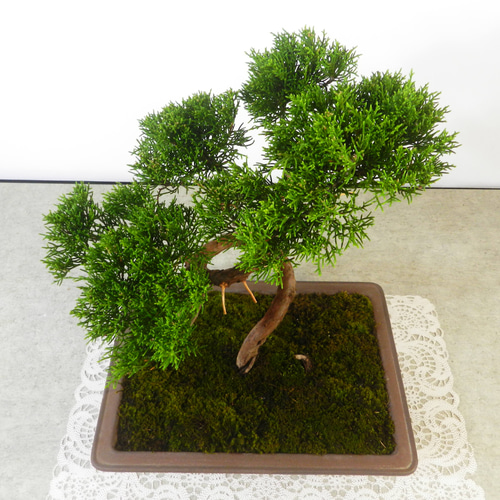 ☆ENGEI ichioki☆真柏・中品盆栽01◇形良好な一品です◇ その他