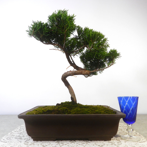 ☆ENGEI ichioki☆真柏・中品盆栽01◇形良好な一品です◇ その他