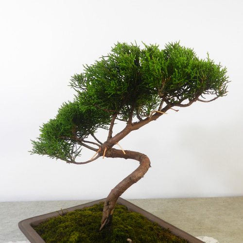 ☆ENGEI ichioki☆真柏・中品盆栽01◇形良好な一品です◇ その他