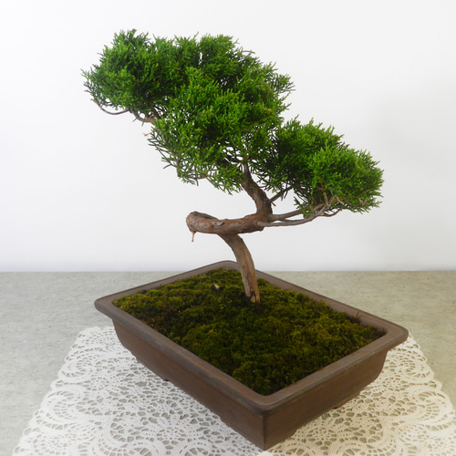 【一起園芸】真柏盆栽・01◆形良好・今後の成長が楽しみな一品です◆ ☆ENGEI ichioki☆真柏・中品盆栽01◇形良好な一品です◇ その他