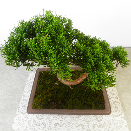 ☆ENGEI ichioki☆真柏・中品盆栽01◇形良好な一品です◇ その他