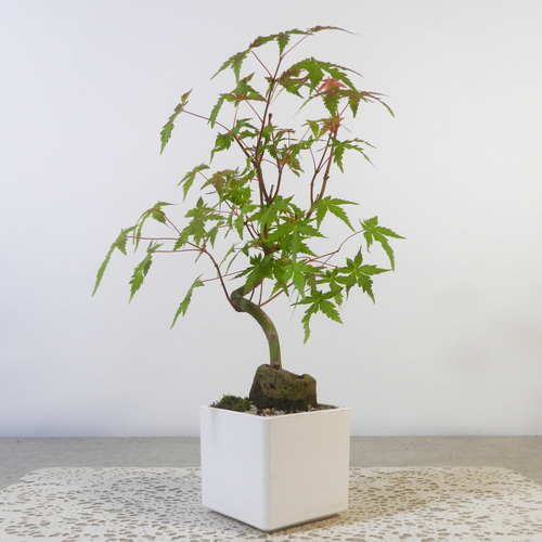 ☆ENGEI ichioki☆紅葉・もみじ・小品盆栽01◇形良好な一品です