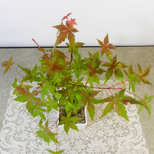 ☆ENGEI ichioki☆紅葉・もみじ・小品盆栽01◇形良好な一品です