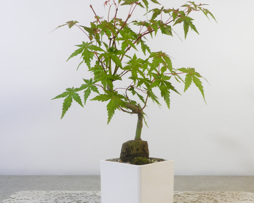 ☆ENGEI ichioki☆紅葉・もみじ・小品盆栽01◇形良好な一品です