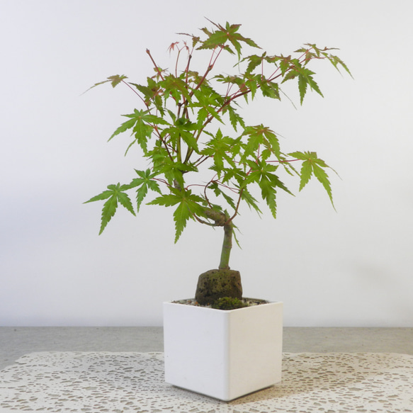 【一起園芸】紅葉・もみじ・寄せ樹盆栽◆葉は落票しています・形良好な一品です◆ ☆ENGEI ichioki☆紅葉・もみじ・小品盆栽01◇形良好な一品です