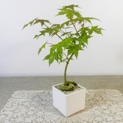 ☆ENGEI ichioki☆紅葉・もみじ・小品盆栽03◇形良好な一品です