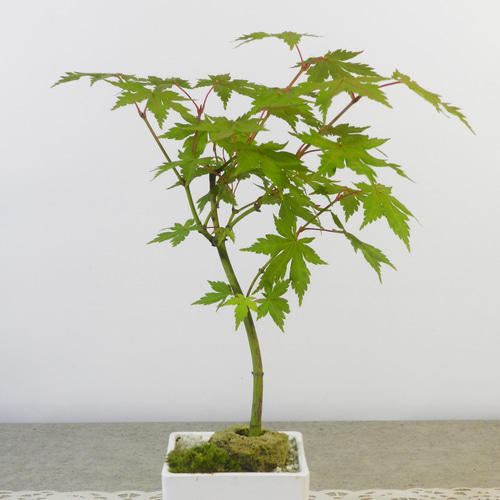 ☆ENGEI ichioki☆紅葉・もみじ・小品盆栽03◇形良好な一品です