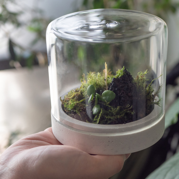 ホワイトモルタル製苔テラリウム鉢 一輪挿し・花瓶・花器 Dolmen 通販