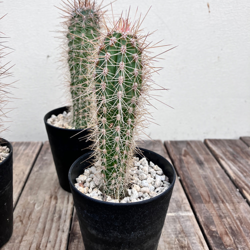 ブリンチュウ＊武倫柱＊サボテン＊ドライガーデン＊ アートフラワー