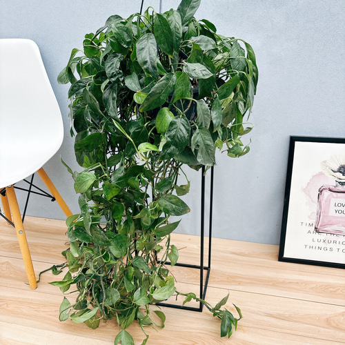 ［現品］【希少】※売約済※ 2番　エピプレムヌム　ピナツム　セブブルー　レア 現品］【希少】2番 エピプレムヌム ピナツム セブブルー 8号 観葉植物