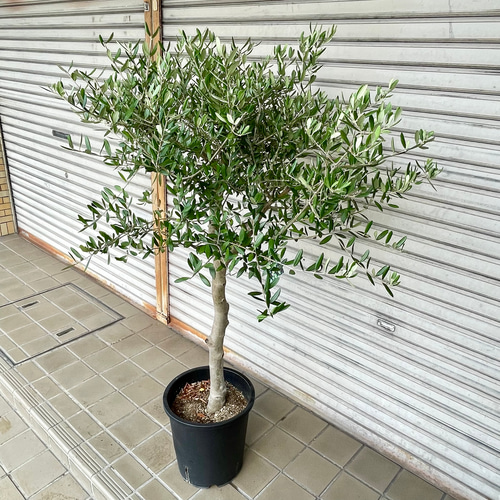 オリーブ『ルッカ』全長155㌢オリーブの木,た植物/観葉植物