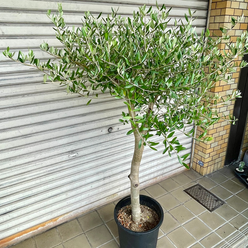 特大 盆栽樹形 オリーブの木 souju ルッカ 10号 その他