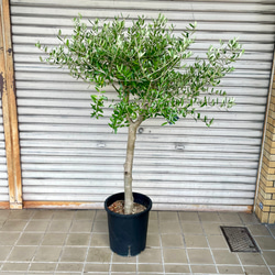 dd206c083fbcdcf5c534f0451ab4bb