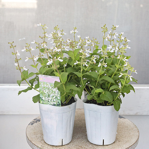 クリスティン 挿し穂4本 サルビア