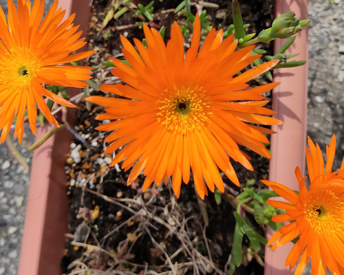 2f5a1c1f6fd2c7484c18cc2948a946