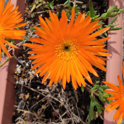 マツバギク デロスペルマ カット4本 多肉植物 金木犀ドライフラワー