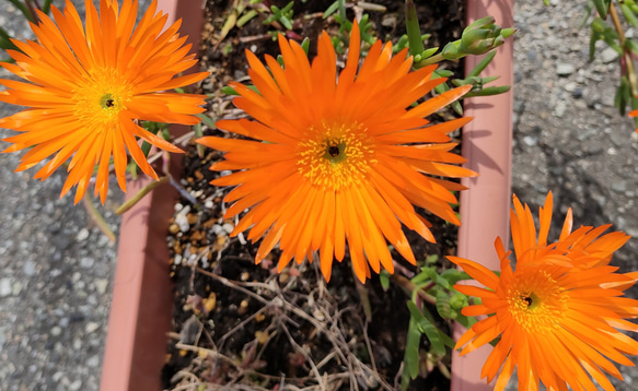 マツバギク デロスペルマ カット4本 多肉植物 金木犀ドライフラワー