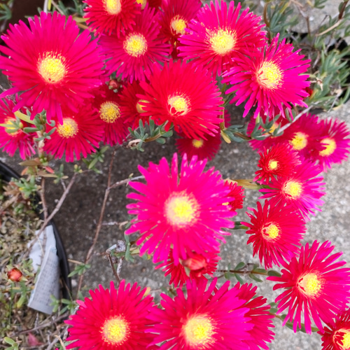 デロスペルマ 砂漠の宝石 カット苗 オレンジ & ピンク img61332434.jpg