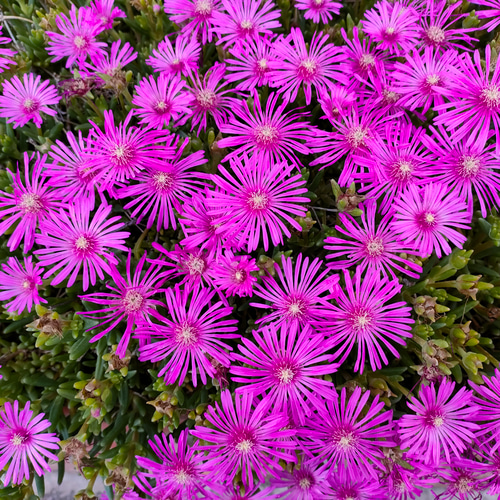 デロスペルマ 砂漠の宝石 カット苗 オレンジ & ピンク img_cache_a_863_1_1492436122_j