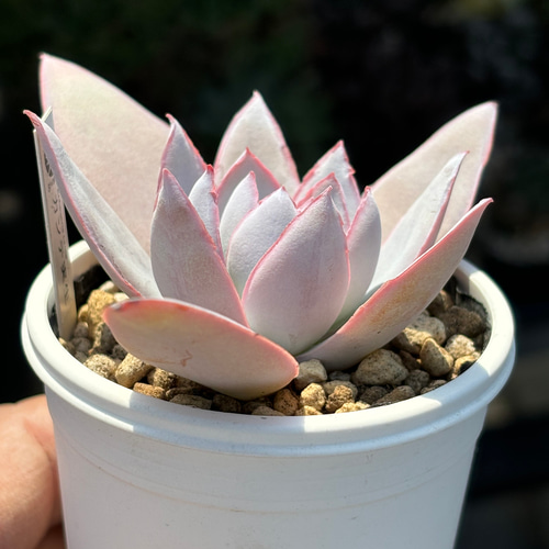 人気原種！☆カンテ 実生 多肉植物 ケーレス 自家実生苗 多肉植物 美