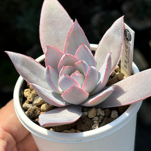 特価 エケベリア カンテ 500粒 ケーレス 種子 実生 原種 人気原種！☆カンテ 実生 多肉植物 ケーレス 自家実生苗 多肉植物 美