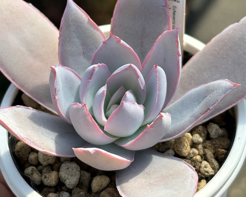 人気原種！☆カンテ 実生 多肉植物 ケーレス 自家実生苗 多肉植物 美