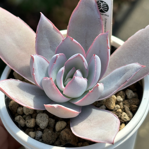 特価 エケベリア カンテ 500粒 ケーレス 種子 実生 原種 人気原種！☆カンテ 実生 多肉植物 ケーレス 自家実生苗 多肉植物 美