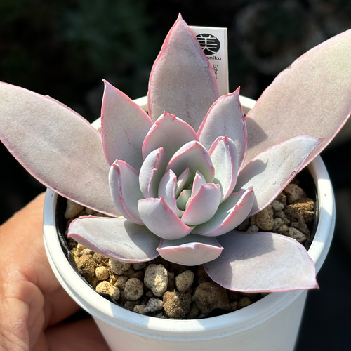 特価 エケベリア カンテ 500粒 ケーレス 種子 実生 原種 人気原種！☆カンテ 実生 多肉植物 ケーレス 自家実生苗 多肉植物 美