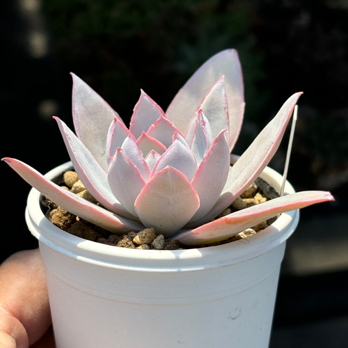 人気原種！☆カンテ 実生 多肉植物 ケーレス 自家実生苗 多肉植物 美