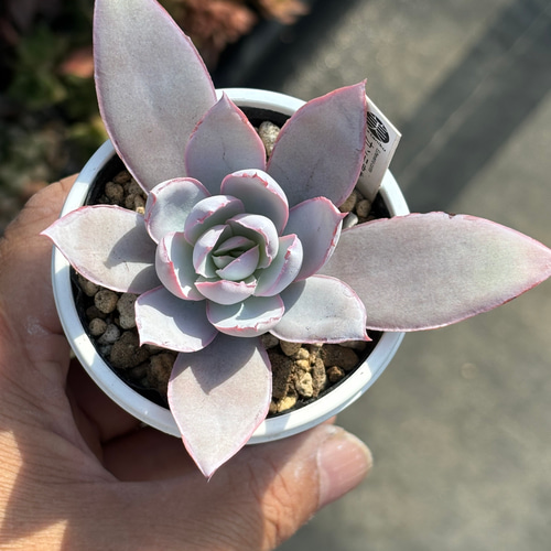 人気原種！☆カンテ 実生 多肉植物 ケーレス 自家実生苗 多肉植物 美