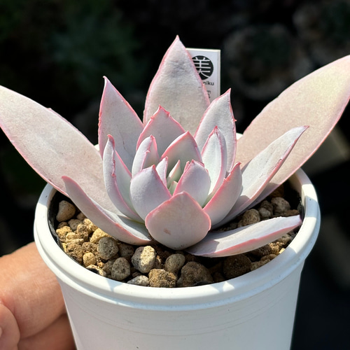 特価 エケベリア カンテ 500粒 ケーレス 種子 実生 原種 エケベリア カンテ 50粒 多肉 種子 原種 ケーレス｜Yahoo!フリマ（旧