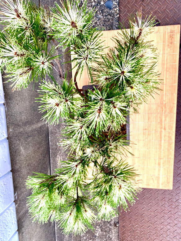 蛇の目松の盆栽　高さ80センチ 蛇の目松の盆栽　高さ80センチ R1630971603(12500円)