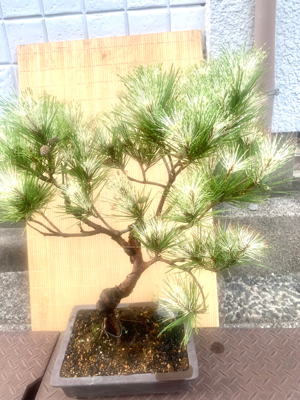 蛇の目松の盆栽　高さ80センチ 蛇の目松の盆栽　高さ80センチ R1630971603(12500円)
