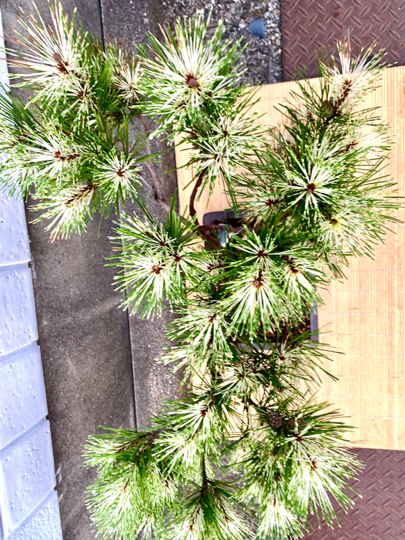 蛇の目松の盆栽　高さ80センチ 蛇の目松の盆栽　高さ80センチ R1630971603(12500円)