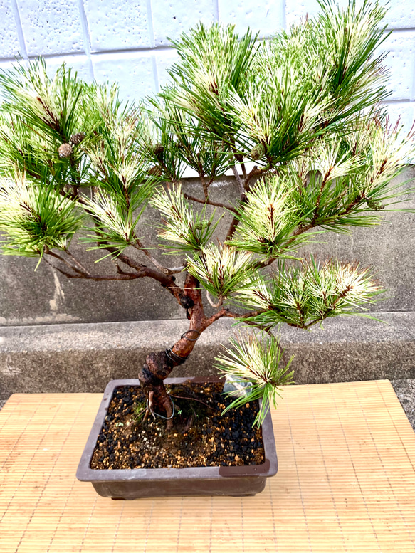 蛇の目松の盆栽　高さ80センチ 蛇の目松の盆栽　高さ80センチ R1630971603(12500円)